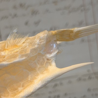 Exoskeleton of Longhorn cowfish - Boxfish