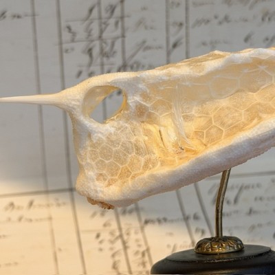 Exosquelette de Poisson coffre - Poisson vache