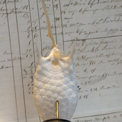Exoskeleton of Longhorn cowfish - Boxfish