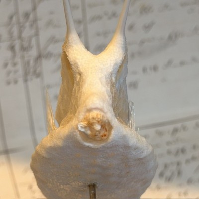Exosquelette de Poisson coffre - Poisson vache
