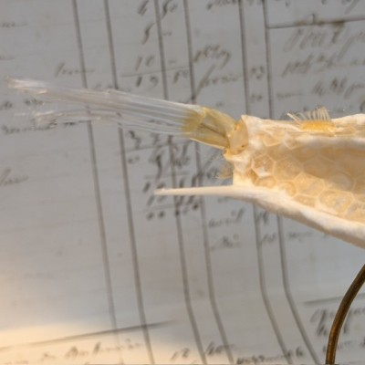 Exoskeleton of Longhorn cowfish - Boxfish