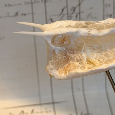 Exosquelette de Poisson coffre - Poisson vache