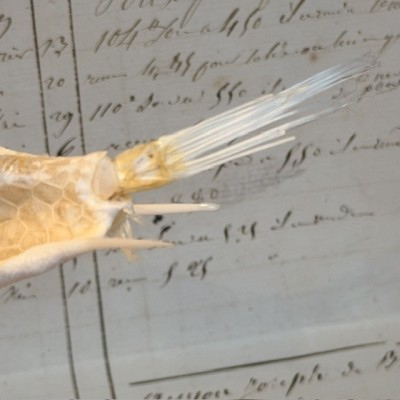Exosquelette de Poisson coffre - Poisson vache