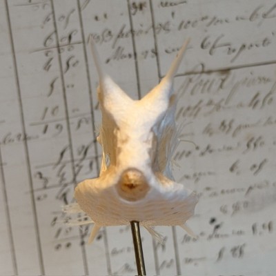 Exosquelette de Poisson coffre - Poisson vache