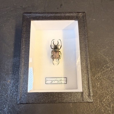 Scarabée Dicronocephalus debryi - Boite entomologique