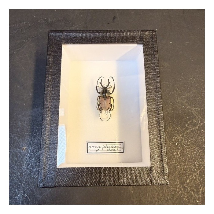 Scarabée Dicronocephalus debryi - Boite entomologique