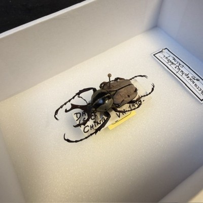 Entomological box - Scarab beetle Dicronocephalus debryi