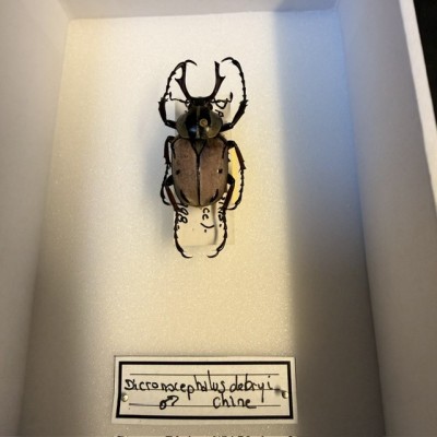 Entomological box - Scarab beetle Dicronocephalus debryi