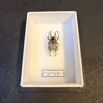 Entomological box - Scarab beetle Dicronocephalus debryi