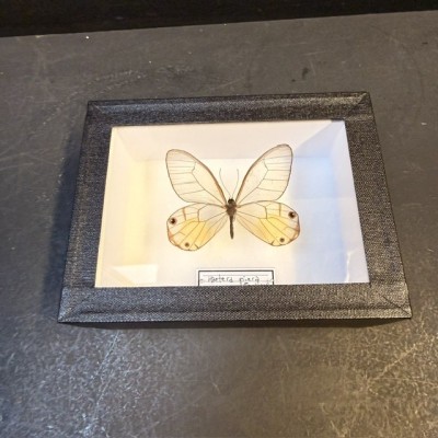 Entomological Box - Haetera piera butterfly
