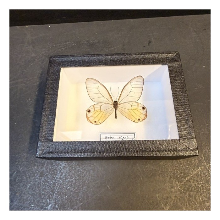 Boite entomologique - Papillon Haetera piera