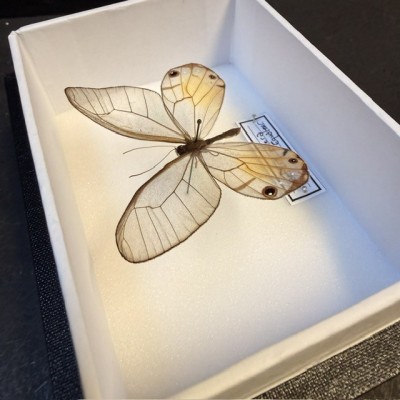 Entomological Box - Haetera piera butterfly