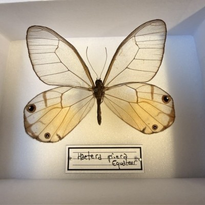 Entomological Box - Haetera piera butterfly