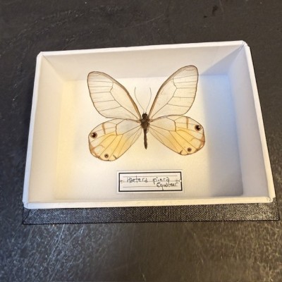 Entomological Box - Haetera piera butterfly