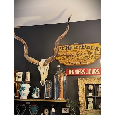 Pharmacy and Herbalist painted wooden trade sign - 1890-1920