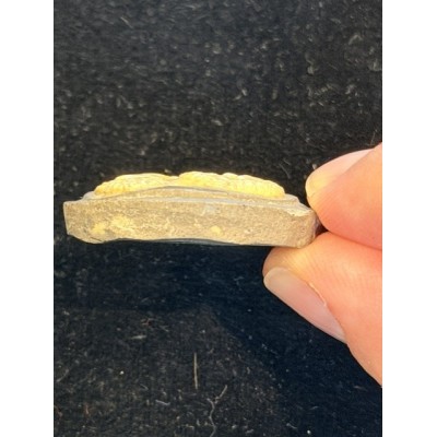 Empreinte d'intailles et camées antiques du Grand Tour du XIXème siècle