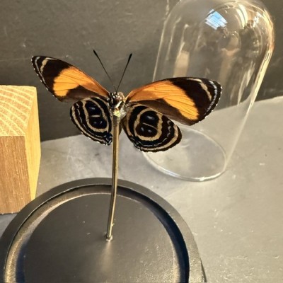 Callicore excelsior butterfly under glass bell