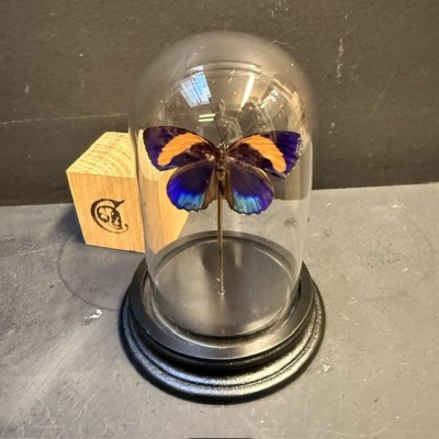 Papillon Callicore excelsior sous cloche