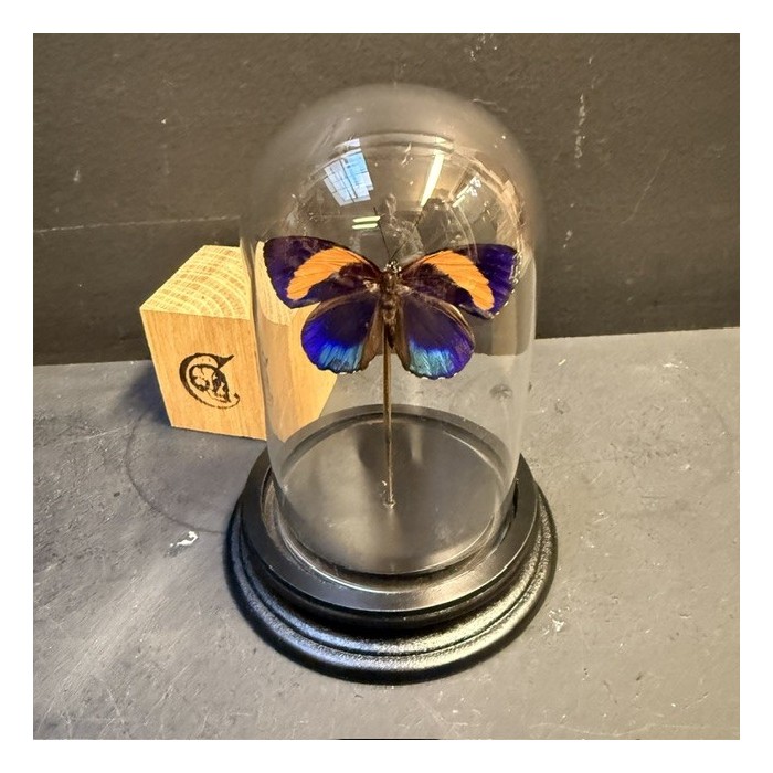 Papillon Callicore excelsior sous cloche