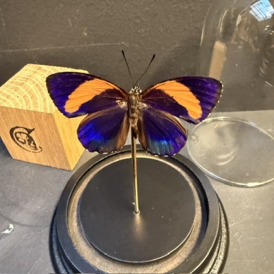 Callicore excelsior butterfly under glass bell