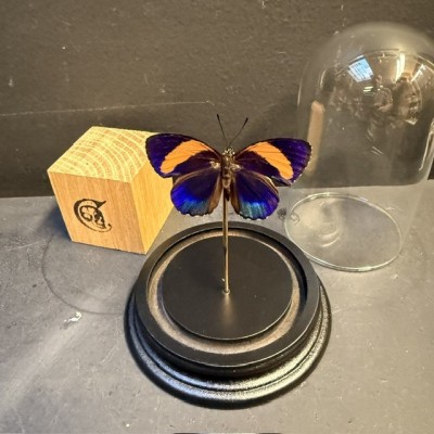 Papillon Callicore excelsior sous cloche