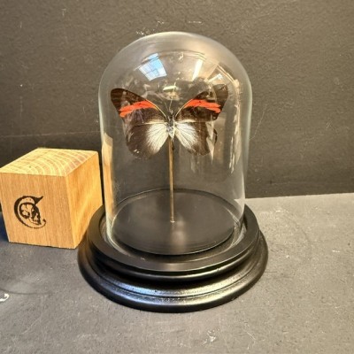 Pereute callinira butterfly under glass bell