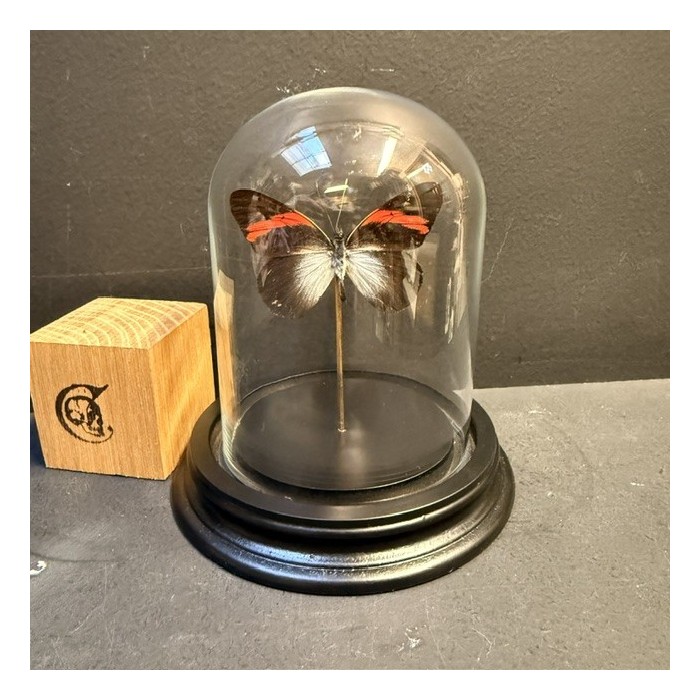 Papillon Pereute callinira sous Cloche en verre