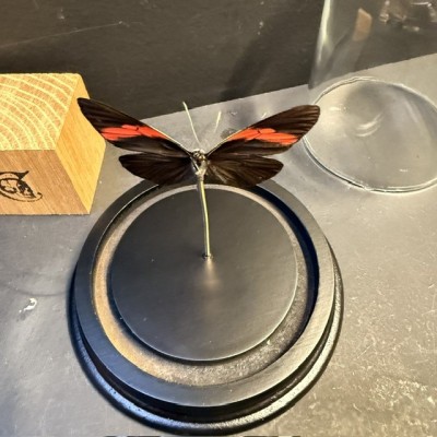 Pereute callinira butterfly under glass bell