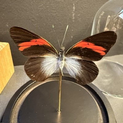 Pereute callinira butterfly under glass bell