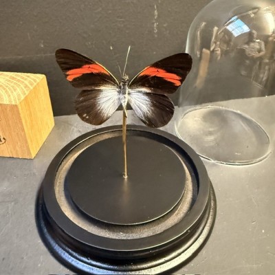 Papillon Pereute callinira sous Cloche en verre