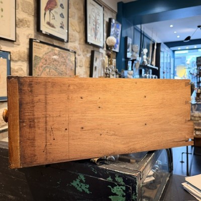 Antique wooden pharmacy drawer with compartments - 3 compartments