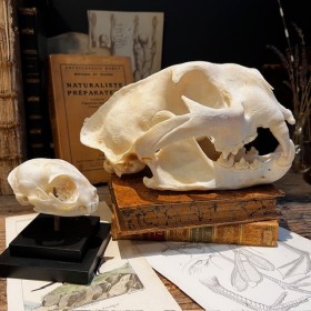 Canadian Cougar Skull - Puma Skull sold with CITES license