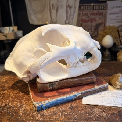 Canadian Cougar Skull - Puma Skull sold with CITES license
