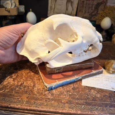Canadian Cougar Skull - Puma Skull sold with CITES license