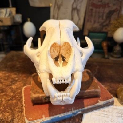 Canadian Cougar Skull - Puma Skull sold with CITES license
