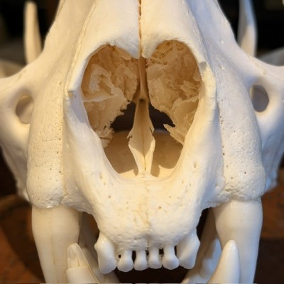 Canadian Cougar Skull - Puma Skull sold with CITES license