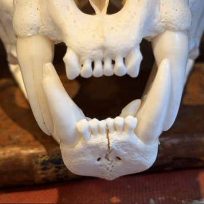 Canadian Cougar Skull - Puma Skull sold with CITES license
