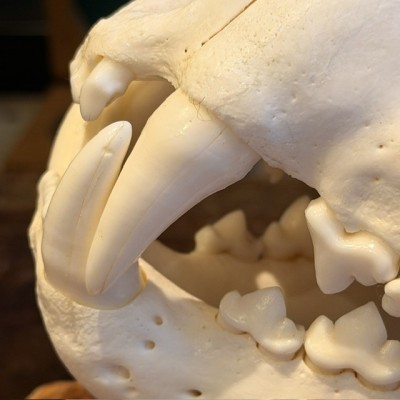 Canadian Cougar Skull - Puma Skull sold with CITES license