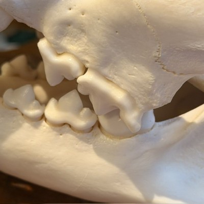 Canadian Cougar Skull - Puma Skull sold with CITES license