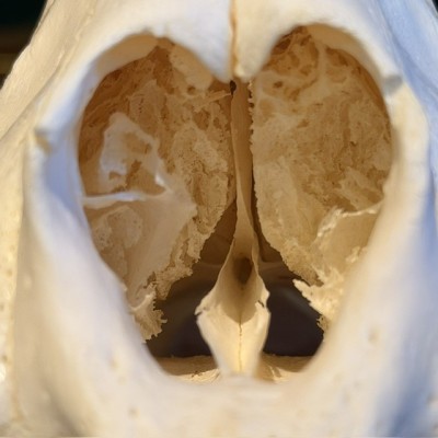 Canadian Cougar Skull - Puma Skull sold with CITES license