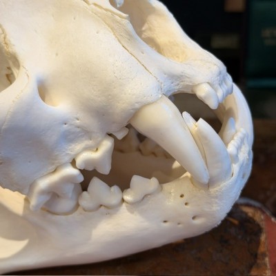 Canadian Cougar Skull - Puma Skull sold with CITES license