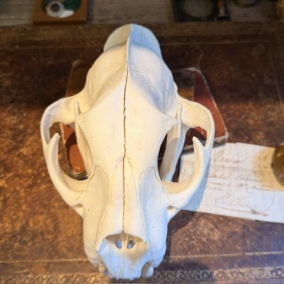Canadian Cougar Skull - Puma Skull sold with CITES license