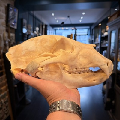 Crâne d'Ours Noir du Canada - Ursus americanus - Vendu avec permis CITES