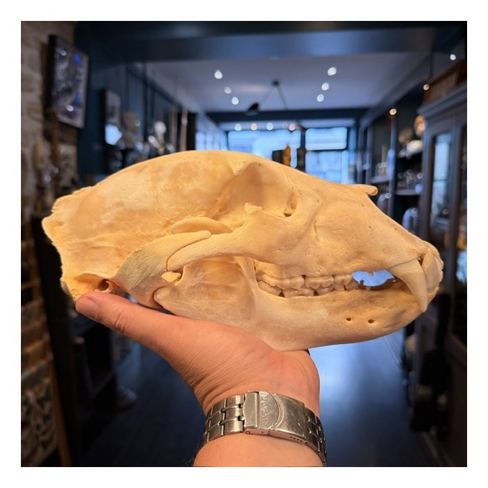 Black Bear Skull from Canada - Sold with CITES license