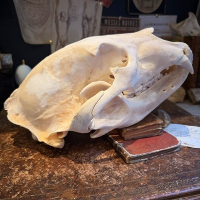 Black Bear Skull from Canada - Sold with CITES license