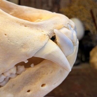 Black Bear Skull from Canada - Sold with CITES license