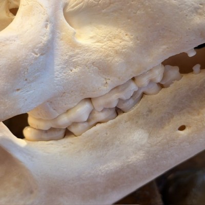 Crâne d'Ours Noir du Canada - Ursus americanus - Vendu avec permis CITES