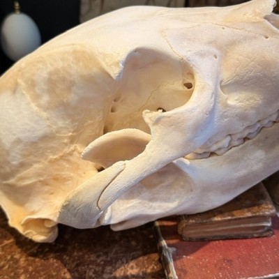 Black Bear Skull from Canada - Sold with CITES license