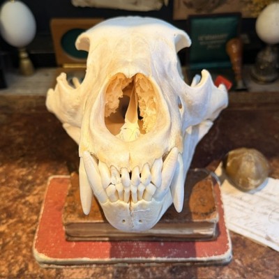 Black Bear Skull from Canada - Sold with CITES license