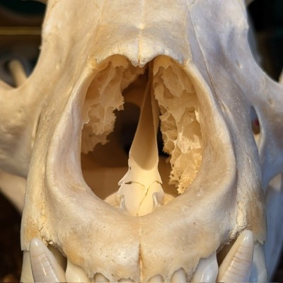 Crâne d'Ours Noir du Canada - Ursus americanus - Vendu avec permis CITES